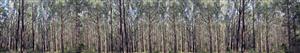 Backscene Gum Trees Bunyip State Forest 1270mm x 205mm